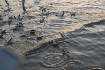 A group of seagulls floating on the water, creating a calm and peaceful natural waterscape