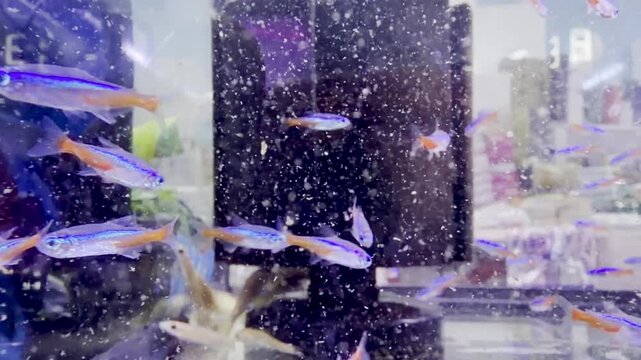 A tight school of young Fantail Goldfish gliding together in an aquarium, showcasing their classic rounded tails and lively motion.