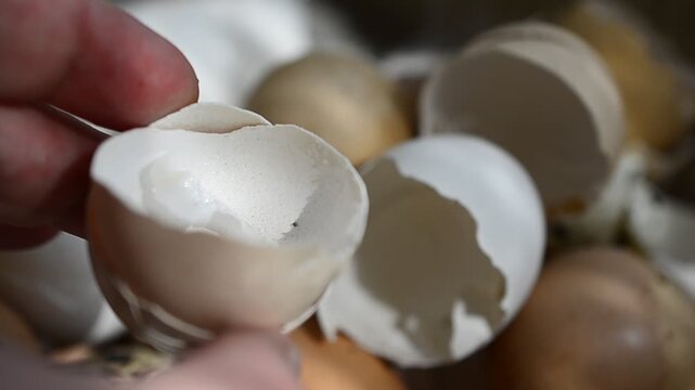 broken egg shell