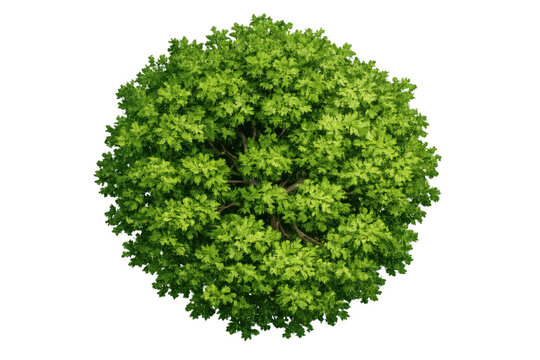 Green tree with lush foliage, viewing from top down, a natural element for landscape and architectural design