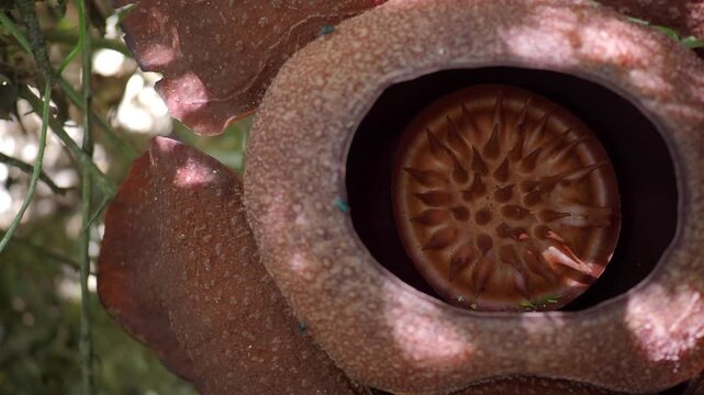 Rafflesia kerrii this flowering plant has the largest flowers in the world and is found in Khao Sok, Surat Thani Province.