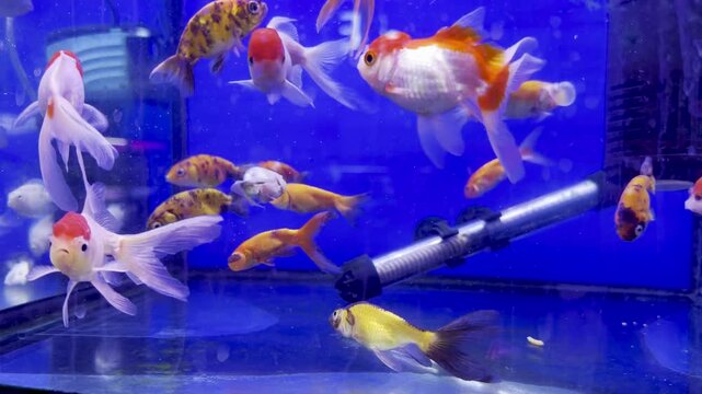 A tight school of young Fantail Goldfish gliding together in an aquarium, showcasing their classic rounded tails and lively motion.