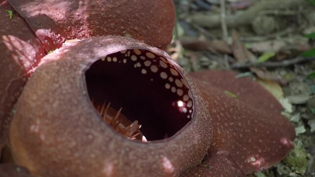 Rafflesia kerrii this flowering plant has the largest flowers in the world and is found in Khao Sok, Surat Thani Province.