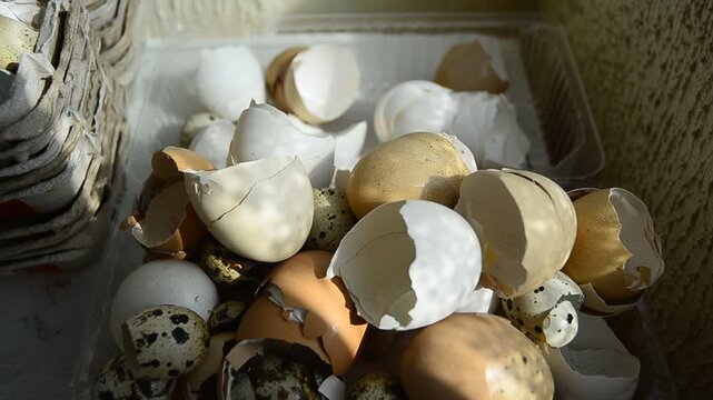 Chicken shell in the hands of a man broken egg believes in the hand of a man