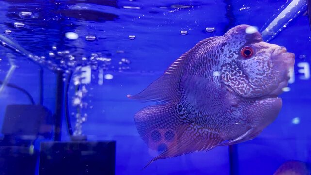 A brightly patterned cichlid fish glows under blue aquarium lighting at a Dubai Frontwater supermarket.