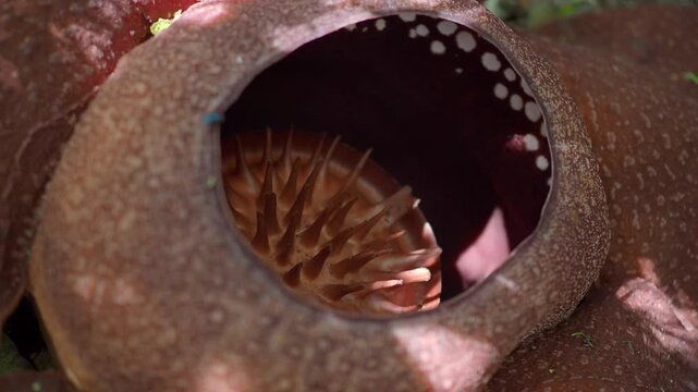 Rafflesia kerrii this flowering plant has the largest flowers in the world and is found in Khao Sok, Surat Thani Province.