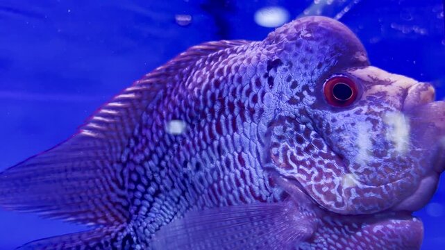 A brightly patterned cichlid fish glows under blue aquarium lighting at a Dubai Frontwater supermarket.