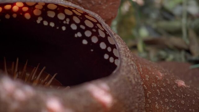 Rafflesia kerrii this flowering plant has the largest flowers in the world and is found in Khao Sok, Surat Thani Province.