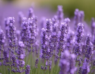 Obraz premium Lavender blooms in a field in summer. Floral background, poster, card, wallpaper, nature beauty.
