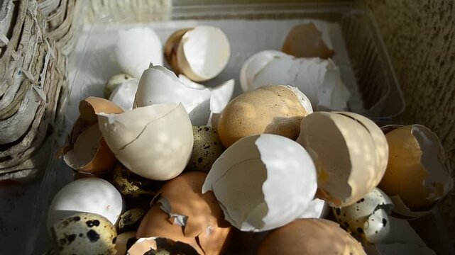 Chicken shell in the hands of a man broken egg believes in the hand of a man