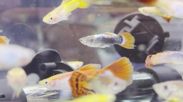 A tight school of young Fantail Goldfish gliding together in an aquarium, showcasing their classic rounded tails and lively motion.