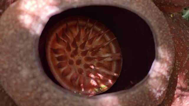 Rafflesia kerrii this flowering plant has the largest flowers in the world and is found in Khao Sok, Surat Thani Province.