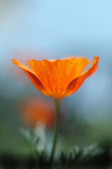 Fototapeta premium 青空に映えるオレンジ色のハナビシソウ