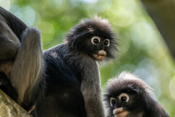 Fototapeta premium A close-up of a dark langur on a sunny day in Thailand