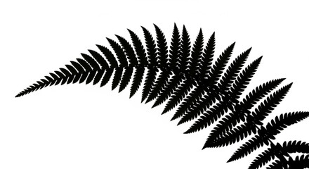 Naklejka premium A silhouette of a fern frond with detailed leaves isolated on a plain background viewed from the side.