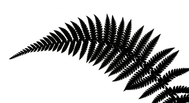 A silhouette of a fern frond with detailed leaves isolated on a plain background viewed from the side.
