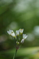 可愛いハタケニラの花