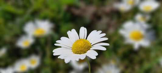 Fototapeta premium Close-up of a vibrant daisy flower with white petals and yellow center on a blurred green background.