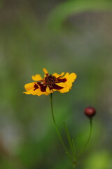 野に咲くハルシャギク