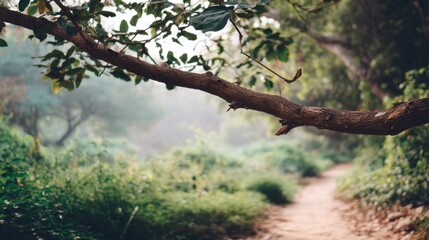 Serene Nature Pathway Surrounded by Lush Vegetation and Gentle Morning Fog in a Peaceful Forest Environment