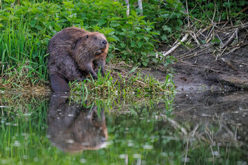 Biber (Castor fiber)
