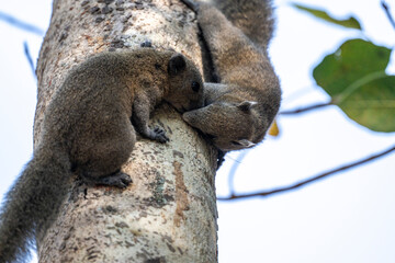 Green squirrels kissing in a tree on a sunny day in Thailand © константин константи