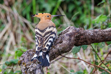 Wiedehopf (Upupa epops) © Rolf Müller