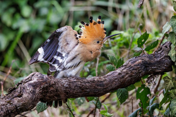 Wiedehopf (Upupa epops) © Rolf Müller