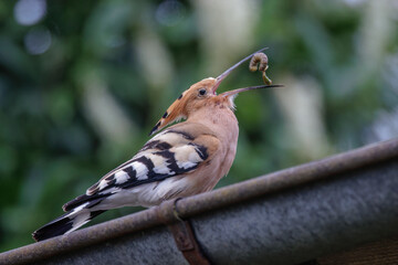 Wiedehopf (Upupa epops) © Rolf Müller