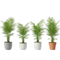 Fototapeta premium Four potted fern plants in different pots isolated on transparent background