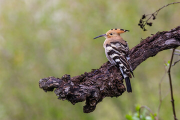 Wiedehopf (Upupa epops) © Rolf Müller