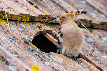 Wiedehopf (Upupa epops) © Rolf Müller