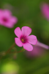 Fototapeta premium 野に咲くピンクのイモカタバミ