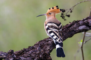 Wiedehopf (Upupa epops) © Rolf Müller