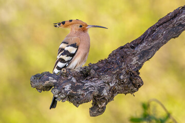 Wiedehopf (Upupa epops) © Rolf Müller