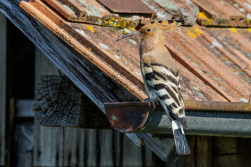 Wiedehopf (Upupa epops) © Rolf Müller