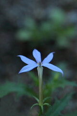 Obraz premium 野に咲く水色のイソトマ