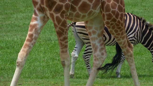 A zebra grazes on green grass as a giraffe strolls past in the foreground, close up shot.