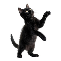 Playful black cat sits on hind legs raised front paws and looks up isolated on transparent background