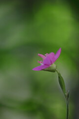 可憐に咲くアカバナユウゲショウ