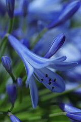 咲き乱れるムラサキクンシラン