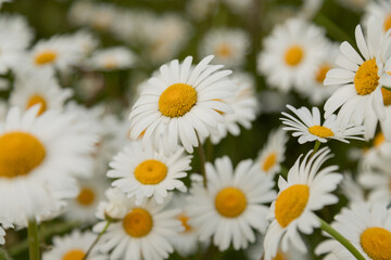 Obraz premium Beautiful blooming daisies. Natural background, wallpapers for the desktop. Medical chamomile