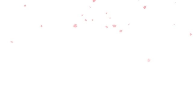 sakura cherry blossom, hanami,Falling cherry blossoms. Spring Easter Overlay.Pink cherry blossom petals falling gracefully, cherry blossom particle, Cherry blossom petals dance in wind on white screen