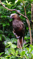New Zealand Kākā parrot bird with beautiful coloured feathers and plumage in Wellington, New Zealand Aotearoa
