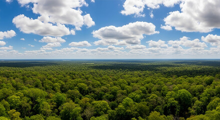Fototapeta premium Lush green forest canopy under blue sky with fluffy clouds