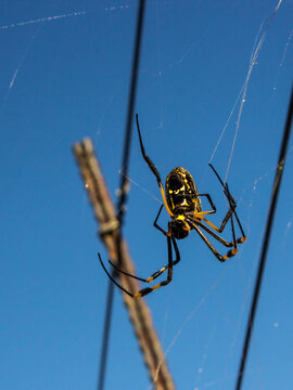 A female Golden Orb Spider, Nephila Sengalesis , against a bright blue sky, in rural Free State South Africa.