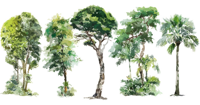 Illustrazione ad acquerello di cinque diverse specie di alberi tropicali e sempreverdi con sfondo trasparente.