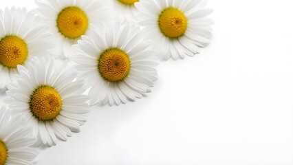 Obraz premium Flores de manzanilla aisladas sobre fondo gris claro. Con trazado de recorte. Colección de hermosas flores de manzanilla, flor soleada de verano. Planta medicinal. Elemento para su diseño, maqueta