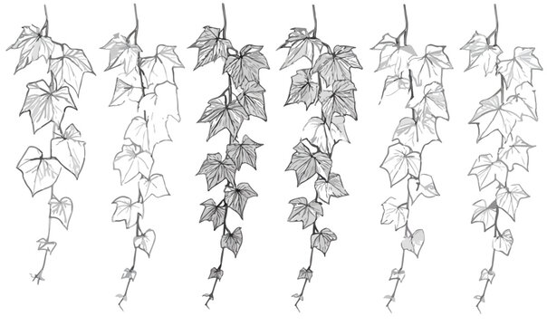 Conjunto de ilustra&ccedil;&otilde;es vetoriais de hera pendente em estilo esbo&ccedil;o com fundo transparente para design.