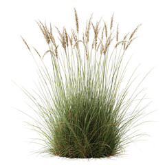 Photorealistic Wild Grass Clump Isolated Study
